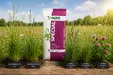 AGRO PROFI MEADOW